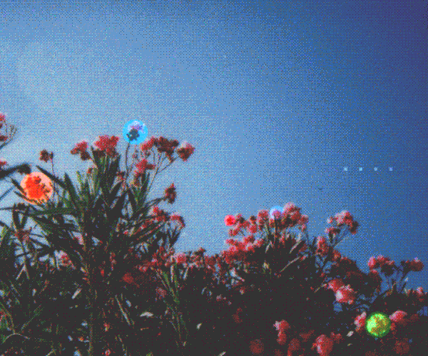 Flowers Aesthetic GIFs Get the best GIF on GIPHY