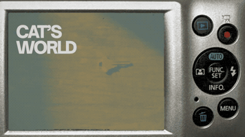 Cats GIF by Furrend
