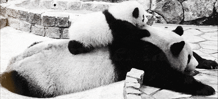Panda Family GIFs - Get the best GIF on GIPHY