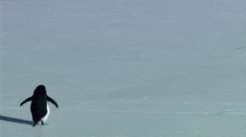 Penguin Mountains GIF