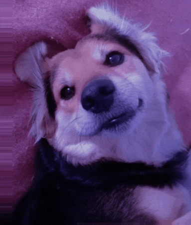 Lola Bola GIF