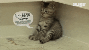 SBSTVAnimal cats animal tv show korea GIF