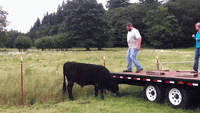 200w.gif