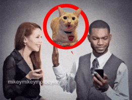 Hold On Funny Cat GIF