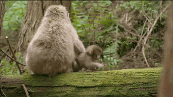 House Monkey animated GIF