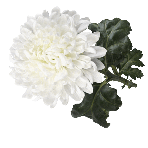 Dekker Chrysanten Sticker
