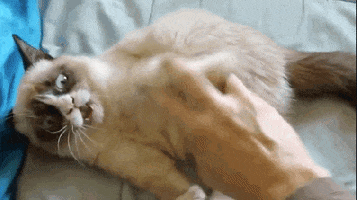 tickling grumpy cat GIF