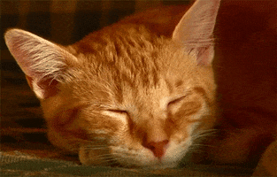 cat enough cats for today GIF by hoppip