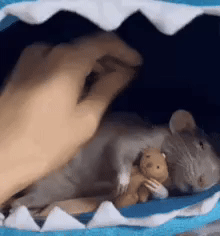Good Night GIF