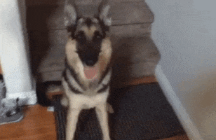 corumwatches 8ball corum GIF