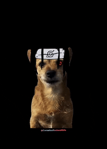 Dog GIF