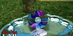slow mo