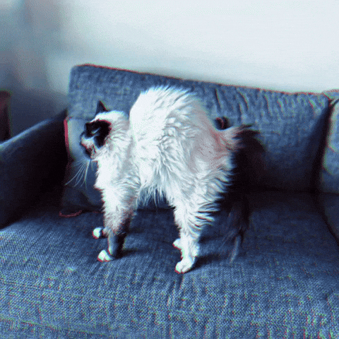 Halloween GIF