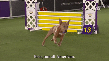 Westminster Dog Show Brio GIF by Westminster Kennel Club