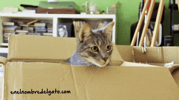 enelnombredelgatocom cats gatos neko boxes GIF