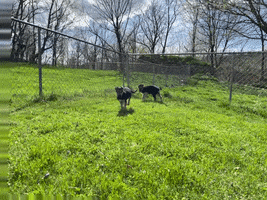 Shenandoah Shepherd Rescue GIF