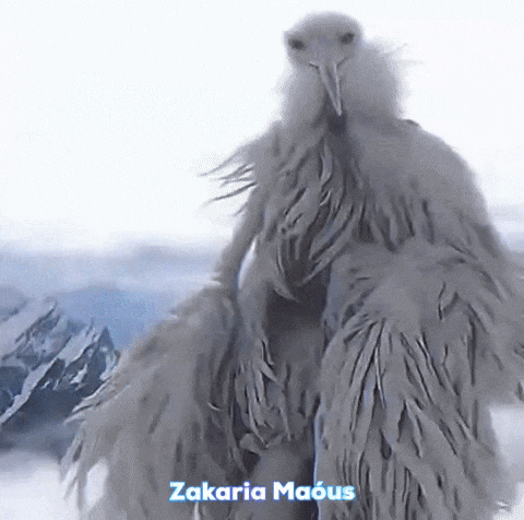 White Bird Penguin GIF