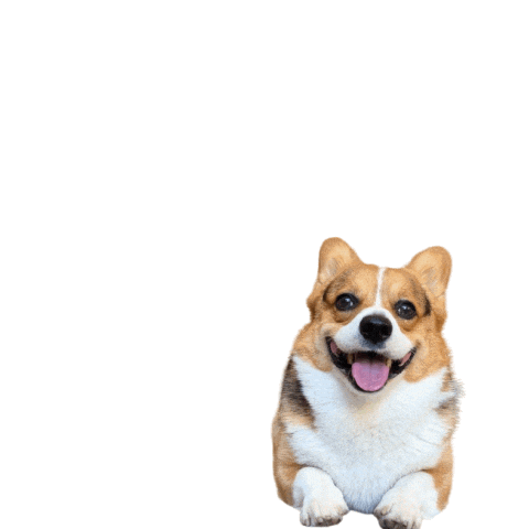 Corgi Milo Sticker