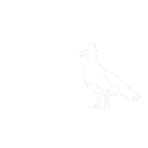 Captain Fin Co. Sticker