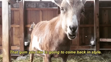 Goat Cooper GIF by The Belmont Goats