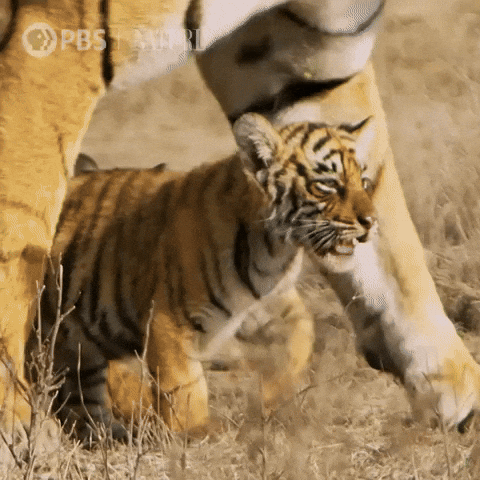 Pbs Nature Family GIF by Nature on PBS
