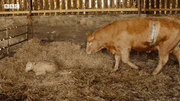 200.gif?cid=fc005b08e4004f400248e0b01934367f187f8e621ec4dde4&rid=200.gif&ct=g