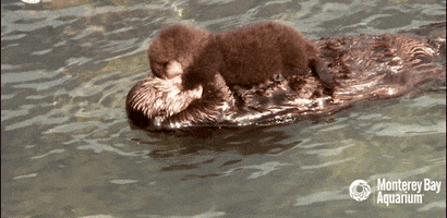 Sea Otter Love GIF by Monterey Bay Aquarium