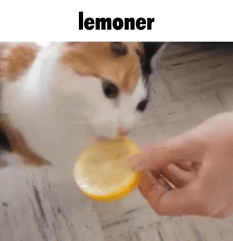 Cat Lemoner GIF