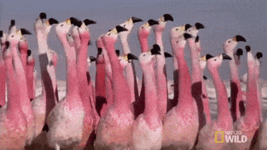 flamingoing meme gif