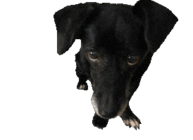 helpinganimalsromania Sticker