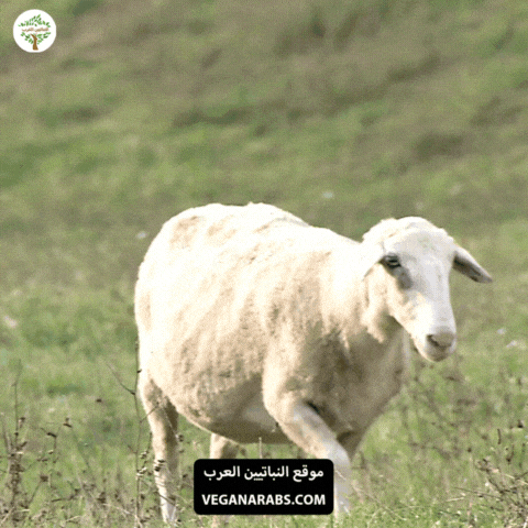 Eid Al-Adha GIF by VeganArabs