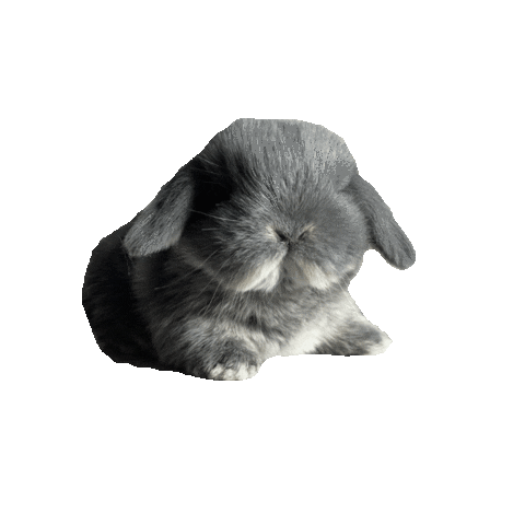 Animated Sticker
