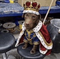 Dog GIF