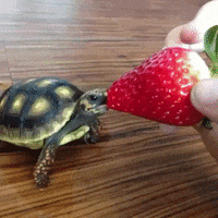 turtle eating GIF