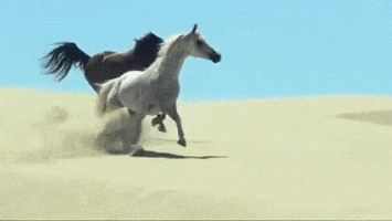 horses run free GIF