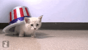 Fourth Of July Cat GIF