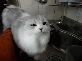 Cat Drinking GIF - Find & Share on GIPHY