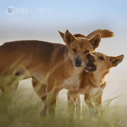 Pbs Nature Dogs GIF by Nature on PBS