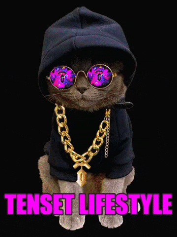 Cat Lifestyle GIF by TENSET