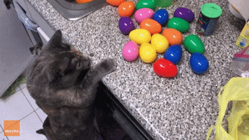 April Fools Day Cat GIF by Storyful