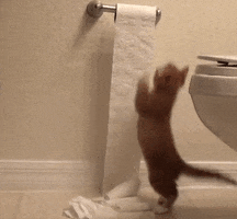 Video gif. Kitten pulls at toilet paper and it begins to unravel quickly.