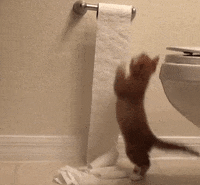 Toilet-paper GIFs - Get the best GIF on GIPHY