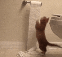 Toilet-paper GIFs - Get the best GIF on GIPHY Toilet-paper GIFs - Get the best GIF on GIPHY
