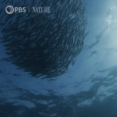Marine Life Fish GIF by Nature on PBS