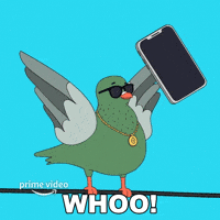 Pigeon-suicide GIFs - Get the best GIF on GIPHY Pigeon-suicide GIFs - Get the best GIF on GIPHY