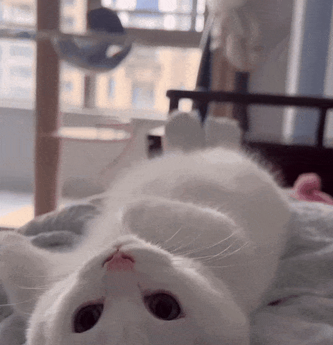 Cat Stare GIF