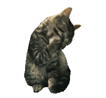 60 Minutes Kitten Sticker by NETFLIX