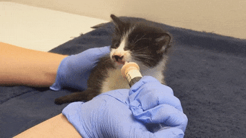 Hungry Cat GIF by Peninsula Humane Society & SPCA