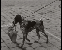 For You Dog GIF by Europeana