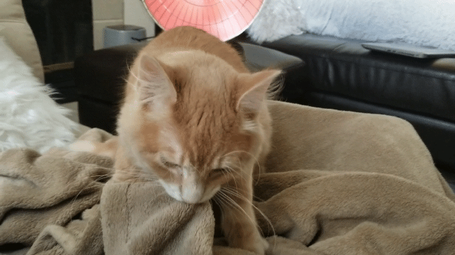 Cat Sucking GIF - Find & Share on GIPHY